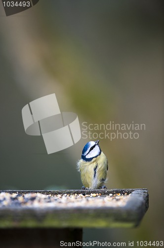 Image of Bluetit Looking Up