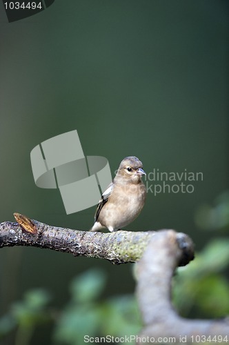 Image of Female Chaffinch (Fringilla coelebs)