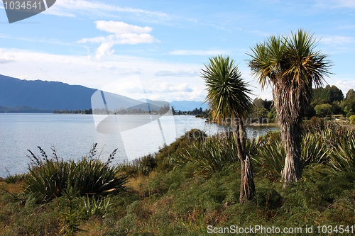 Image of New Zealand