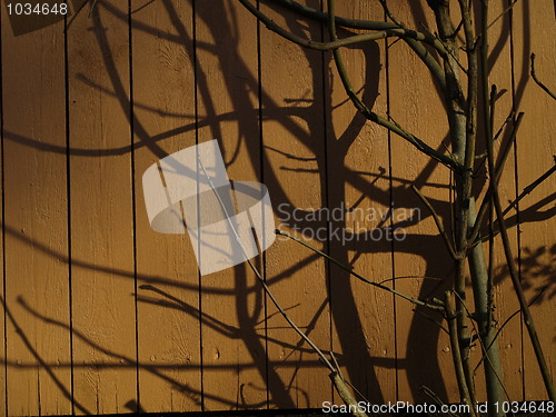 Image of branch projection on wooden wall