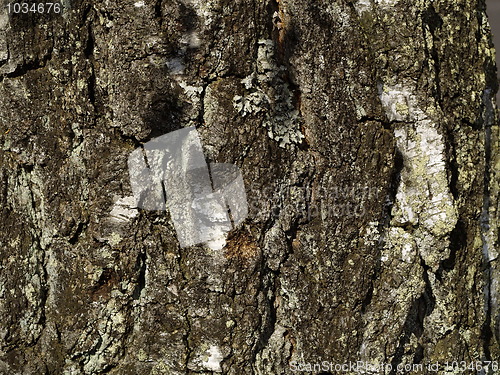 Image of bark