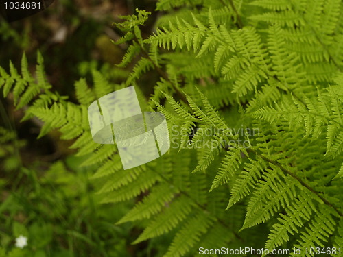 Image of ferns