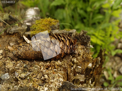 Image of pine cone on stump