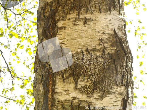 Image of birch bark