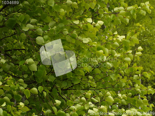 Image of green leaves swaying
