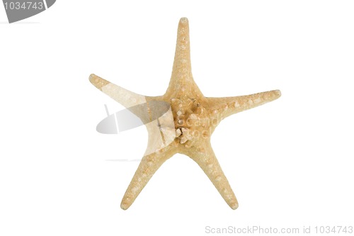 Image of starfish