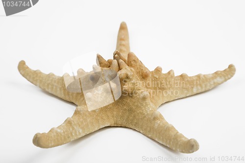 Image of starfish