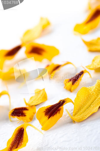 Image of marigold flowers petals