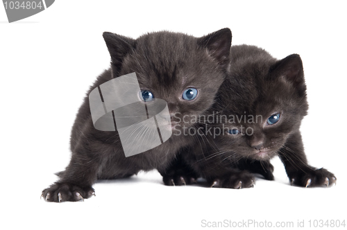 Image of little british shorthair kittens cat