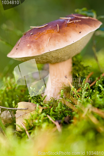 Image of mushrooms in forest