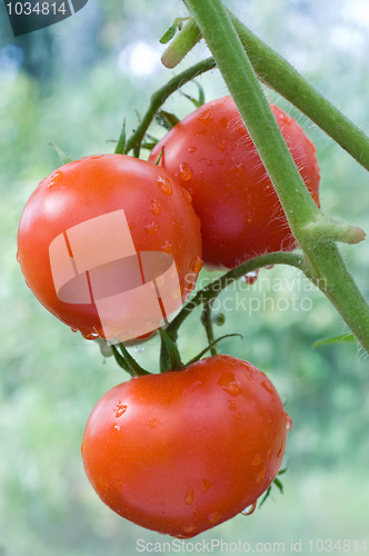 Image of Bunch of ripe tomatoes