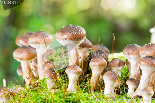 Image of agaric honey mushrooms in forest