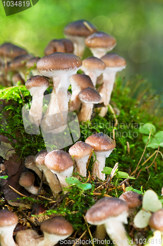 Image of agaric honey mushrooms in forest