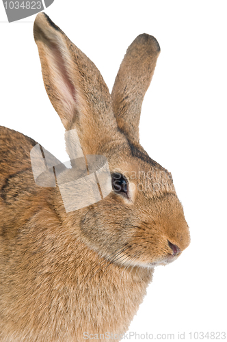 Image of brown rabbit isolated