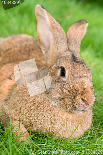 Image of brown rabbit bunny on grass