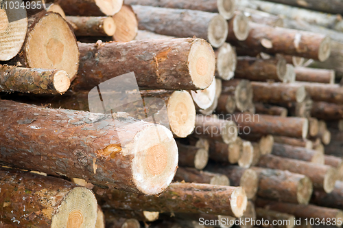 Image of Pine timber