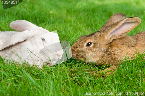 Image of light brown and white rabbits