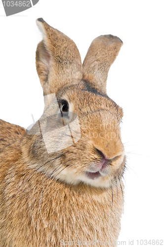 Image of brown rabbit isolated