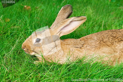 Image of brown rabbit bunny on grass