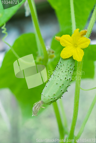 Image of green cucumber and bloom