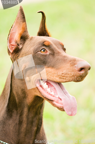 Image of portrait of brown doberman