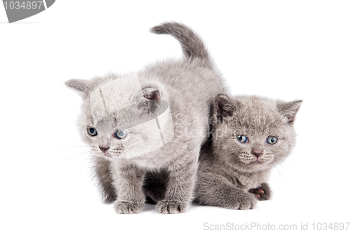 Image of two playing british kittens cat