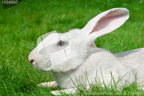 Image of white rabbit bunny on grass