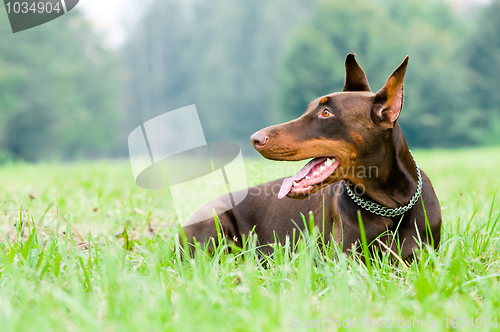 Image of lying brown doberman pinscher