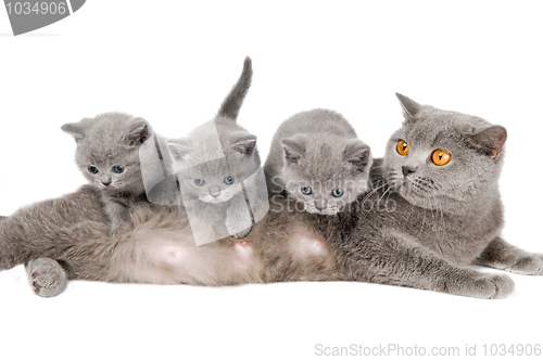 Image of cat family