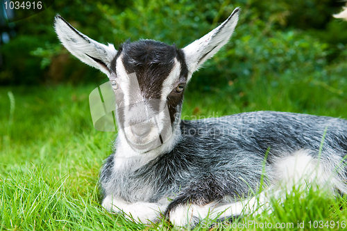 Image of black white young goat on green grass