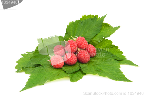 Image of red raspberries on leaves isolated