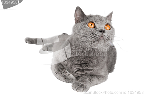 Image of British Shorthair cat isolated