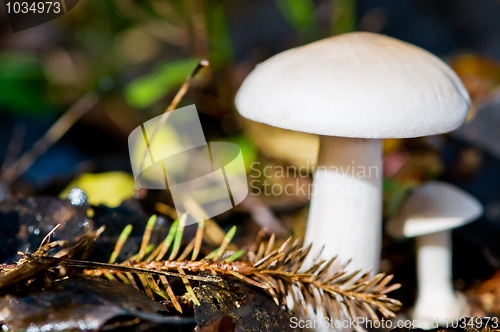 Image of Tricholoma mushrooms in forest