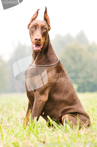 Image of sitting brown doberman pinscher