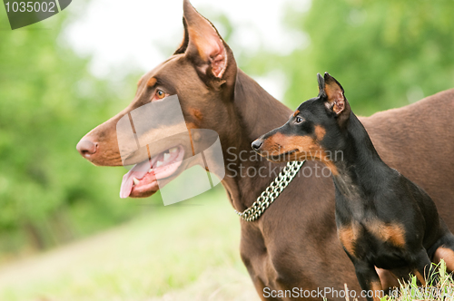 Image of Large and miniature dobermans