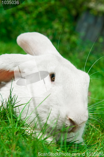 Image of white rabbit bunny on grass