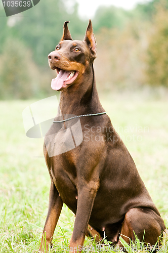 Image of sitting brown doberman pinscher