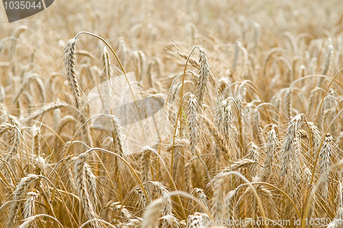 Image of Ears of rye (wheat) cereals