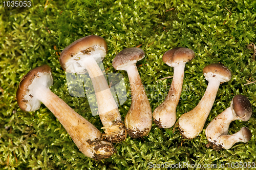Image of agaric honey mushrooms in forest