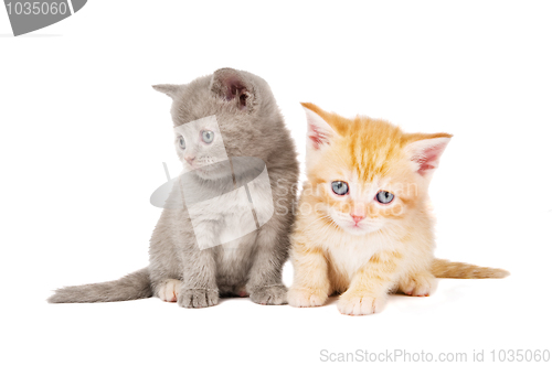 Image of little british shorthair kittens cat