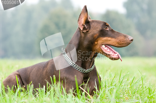 Image of lying brown doberman pinscher