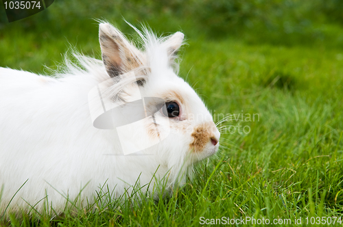 Image of white rabbit on green grass