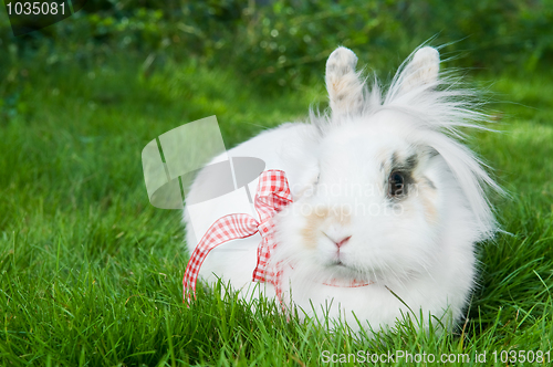 Image of white rabbit on green grass