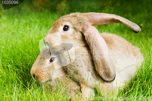 Image of two rabbits on green grass