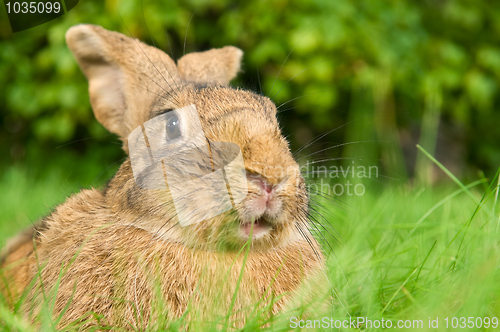 Image of brown rabbit bunny on grass