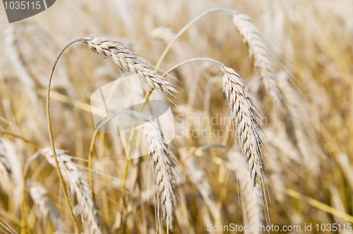 Image of Ears of rye (wheat) cereals