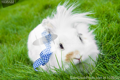 Image of white rabbit on green grass