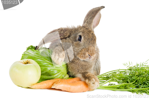 Image of brown rabbit with vegetables isolated