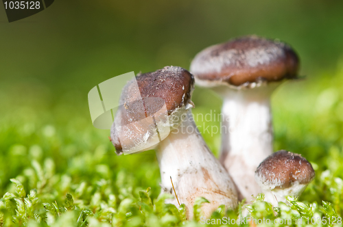 Image of agaric honey mushrooms in forest