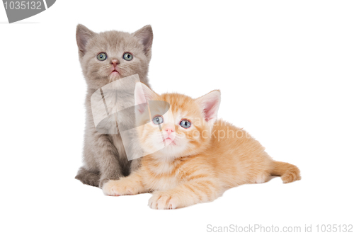 Image of little british shorthair kittens cat